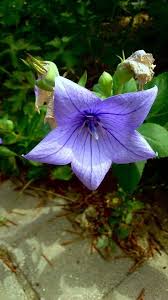 Image result for Platycodon