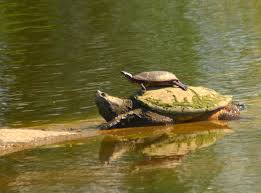Turtle Parade Painted Hitches Ride With Snapping Turtle Snapping Turtle Critter