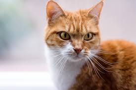 .cat cat dog high definition picture animal animals pet cats creative picture pets dogs exquisite pictures practical picture printing for high definition pictures high definition pictures kittens furry. The Secret Language Of Cats Animal Friends
