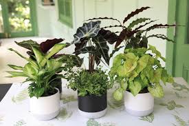Enrich With Nature Indoor Foliage Selection In Ceramic Pot 90mm Assorted Benefits Of Indoor Plants Indoor Plants Plants