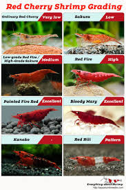 Pin On Shrimp Tank