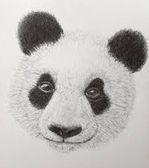 This animal has cute looks and their black and white color body makes them different from other animals. Pencil Drawing Gallery Easy Animal Drawings Panda Drawing Pencil Drawings