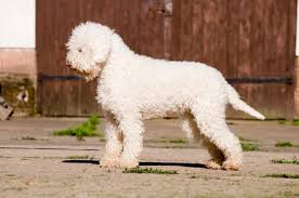 Brav und anständig im umgang, absoluter kuschler. Lagotto Romagnolo Accompagnatore Lagottos Webseite