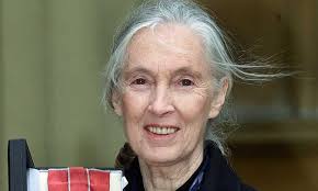 CHRISTOPHER STEVENS reviews Jane and Being Blacker