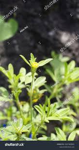 Image result for Stylosanthes