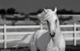 Seven horse wallpaper apps bei google play. 46 Black And White Horse Wallpaper On Wallpapersafari