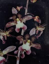 Image result for Oeceoclades saundersiana