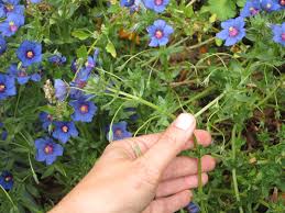 Image result for Anagallis pumila