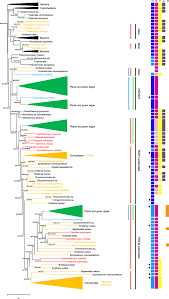 I need to access the exit. Phylogenetic Tree Of Rsh Proteins From Diatoms And Other Photosynthetic Download Scientific Diagram
