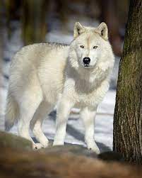 White Wolf Animals Wolf Dog Animals Wild