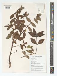 Image result for Hexasepalum sarmentosum