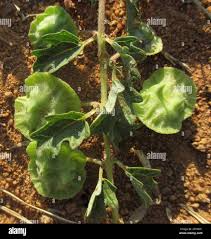 Image result for Dicerocaryum eriocarpum