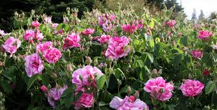 Miracle gro 1001233 all fertilizers serves as food supplement for plants, even if your region's soil is quite good, still its nitrogen ensures foliar growth and color, phosphorus helps in boosting flower and root growth. Fertilize Roses Heirloom Roses