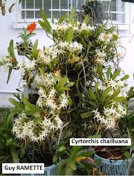 Image result for Cyrtorchis chailluana