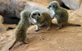 Baby Meerkats Named Timon Pumbaa And Rafiki Animals Baby Animals Animal Pictures