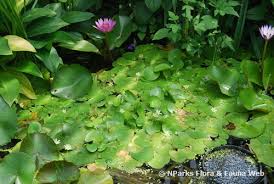 Image result for Nymphoides brevipedicellata