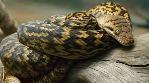 Grandi professionisti nel settore , seguiteli per non perdervi gechi di altissima qualità zona roma. I Serpenti Piu Grandi Al Mondo Tutte Le Specie Da Record