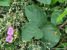 Image result for Rhynchosia castroi