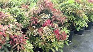 Jul 30, 2021 · water pieris japonica once per week during spring, summer and fall to prevent the soil from drying out completely. Pieris Mountain Fire Youtube