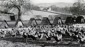 Poultry Production Through The Ages Farmers Weekly