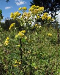 Image result for Helichrysum setosum