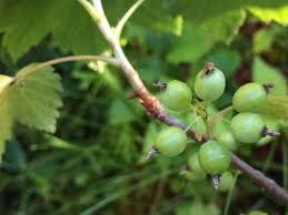 Image result for Raphionacme hirsuta