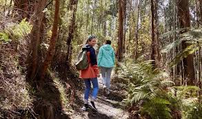 The longleaf trail winds through one of the most scenic sections of the forest and introduces sightseers to a much different louisiana. Kinglake National Park