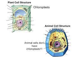 Maybe you would like to learn more about one of these? Cytology The Study Of Cells Ppt Download