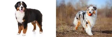 Should they take after their bernese mountain dog parent, they will be a large, fluffy, energetic, playful, and friendly dog that makes a great family pet. Bernese Mountain Dog Vs Australian Shepherd Breed Comparison