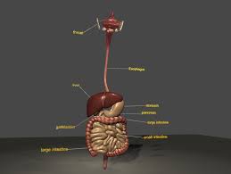 1 in an era in which new technology and new techniques have increased the indications for hepatic surgery and improved the. Artstation Digestive System 3d Model Game Assets