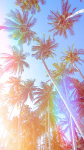 Get the best pet supplies online and in store! Palm Trees Iphone Wallpaper Palm Tree Iphone Wallpaper Nature Wallpaper Iphone Wallpaper Iphone Summer
