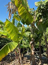 Image result for matooke