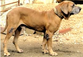 Entre e conheça as nossas incriveis ofertas. Original Fila Brasileiro Wikipedia La Enciclopedia Libre