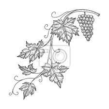 Hand Gezeichnet Vektor-Illustration Von Zweig Trauben. Rebe Skizze •  Wandsticker Weinbereitung, Gravieren, Ätzen | Myloview.de