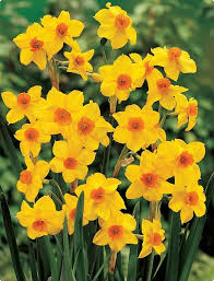 Jonquil Martinette Wild Flower Jonquil Flowers Birth Flowers Daffodils