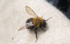 Bumble bees can sting multiple times and can be very painful. Eliminate Pest Control Experts At Bee Control