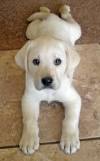 Red Golden Retriever Short Hair