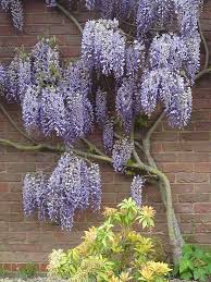 Flowering Wisteria If Pruned Twice A Year Hard In Winter Then Light In Summer You Get This Ideal Gardens Flowers Hanukkah Wreath