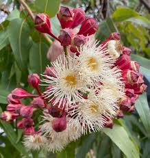 Image result for Caloncoba crepiniana