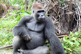 Cbs sports has the latest nba basketball news, live scores, player stats, standings, fantasy games, and projections. The Congo Rainforest