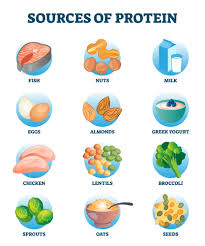 Image result for Protein
