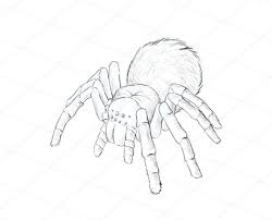 Wie Zeichnet Man Tiere Spinnen Beliebte Tierarten Anatomie Und Bewegung Design Illustration Website Entwicklung Computerspiele Und Mobile Anwendungen