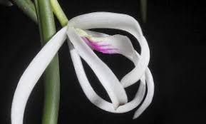Image result for Aeranthes africana