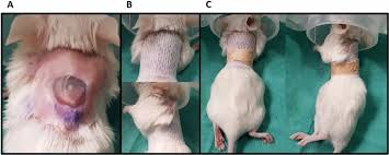 The computer mouse was one of the earliest pc peripherals, and it's still going strong as a constant companion a computer mouse enables its user to move a cursor smoothly and intuitively across a. Contamination Of Wounds With Fecal Bacteria In Immuno Suppressed Mice Scientific Reports