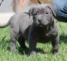 0 67 62 96 37 20. American Pit Bull Terrier Hundewelpen In Osterreich 2020 American Pit Bull Terrier Welpen Kaufen Verkaufen Osterreich Welpen Kaufen American Pit Bull Terrier Osterreich American Pit Bull Terrier Zuchter Kennel Welpen Kaufen