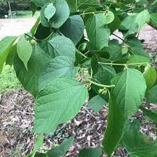 Image result for Alangium chinense
