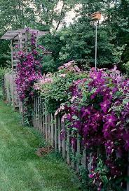 Garden Fence Mother Daughter Press Cottage Garden Plants Garden Vines