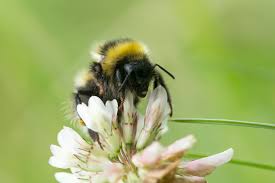Image result for Bombus jonellus