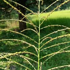 Image result for Coelachne