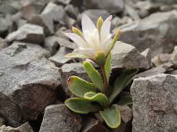 Image result for Wahlenbergia flexuosa